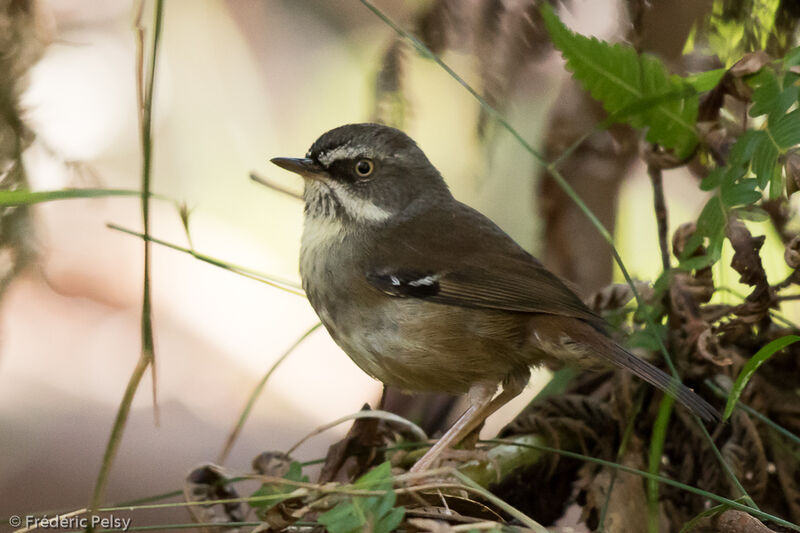 White-browed Scrubwren