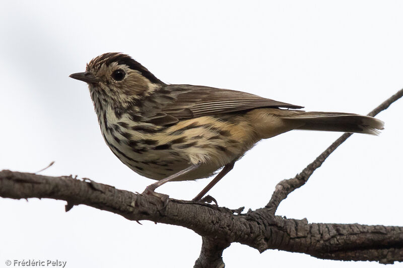 Speckled Warbler