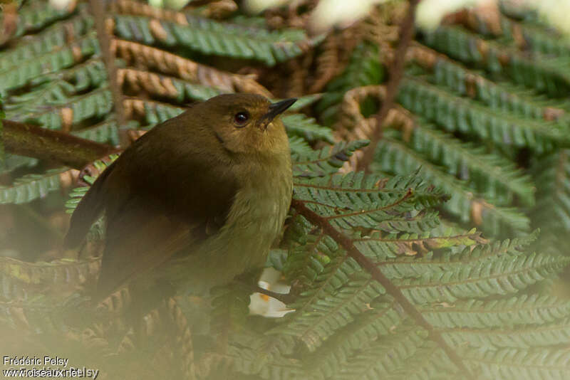 Large Scrubwrenadult, close-up portrait