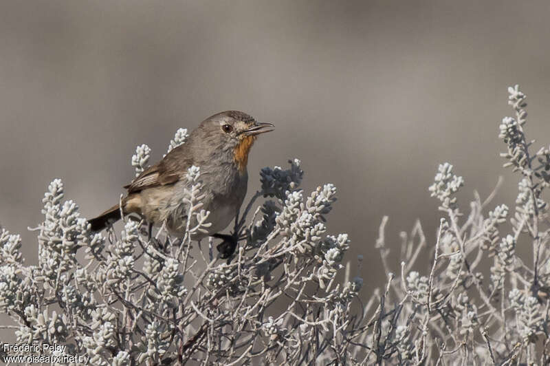 Redthroat male