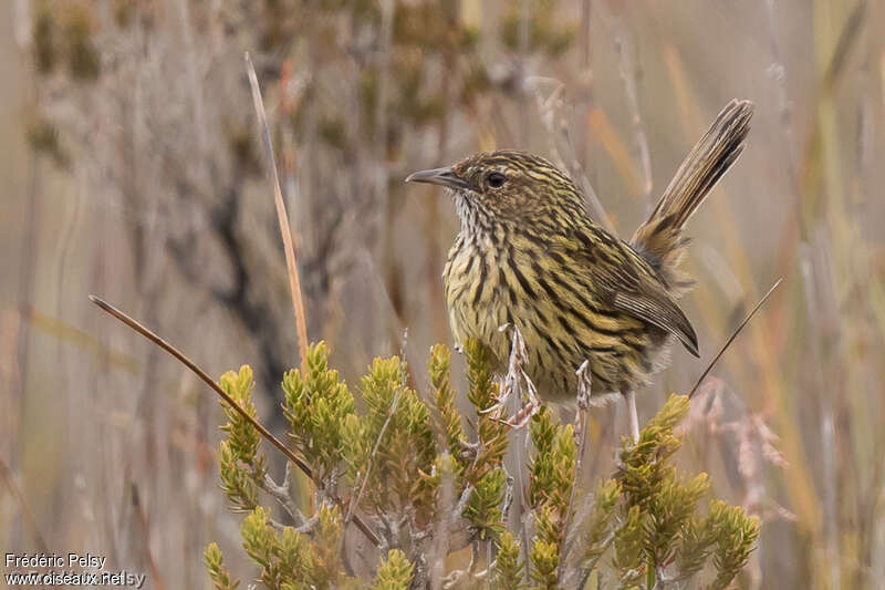 Striated Fieldwren, identification