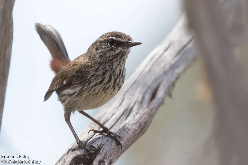 Shy Heathwren