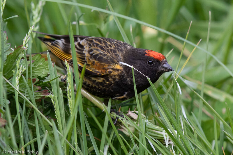 Red-fronted Serin