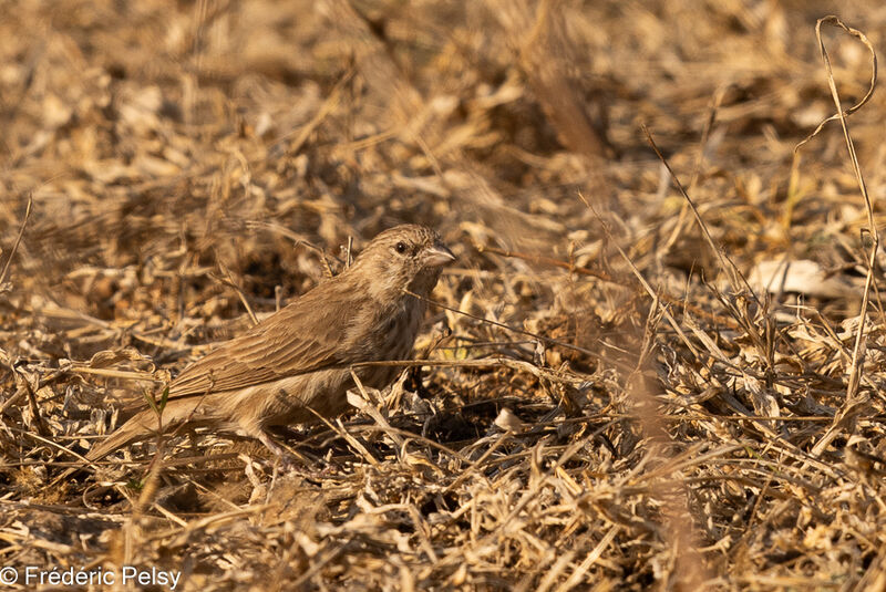 Serin du Yémen