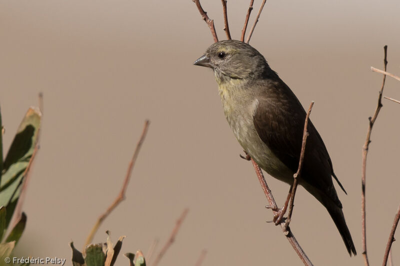 Serin totta femelle