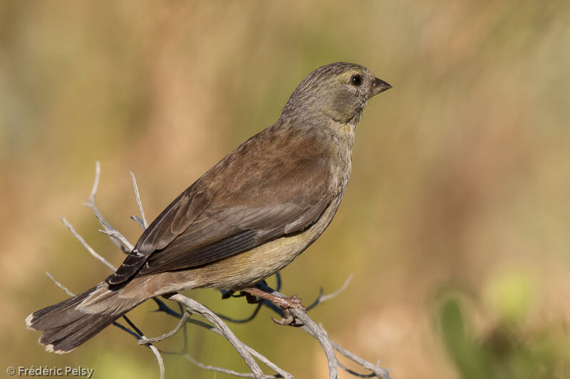 Cape Siskin female adult