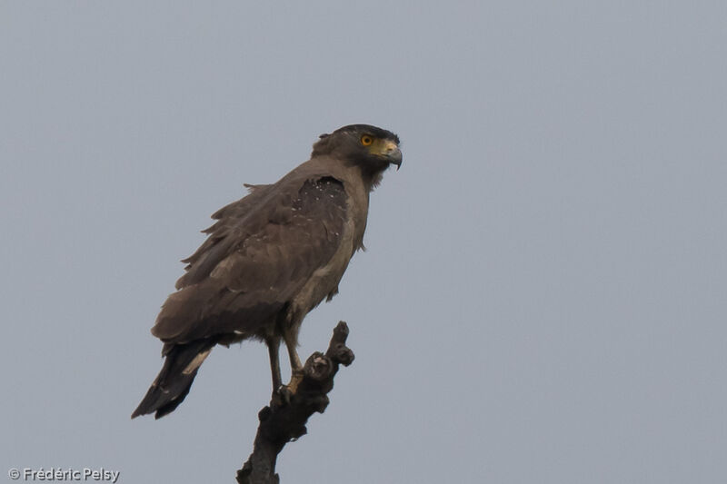 Crested Serpent Eagle