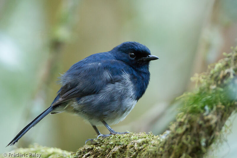 Madagascar Magpie-Robin