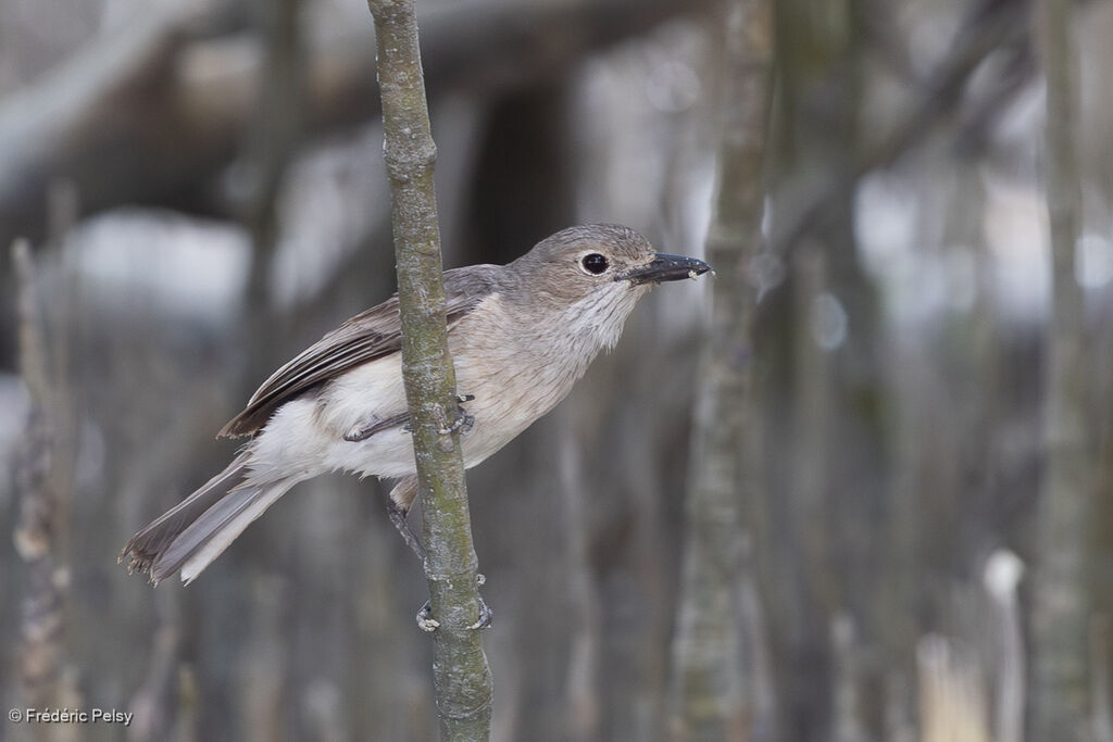 Siffleur à bavette blanche