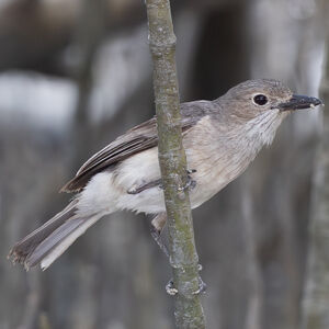 Siffleur à bavette blanche