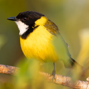 Siffleur à queue noire