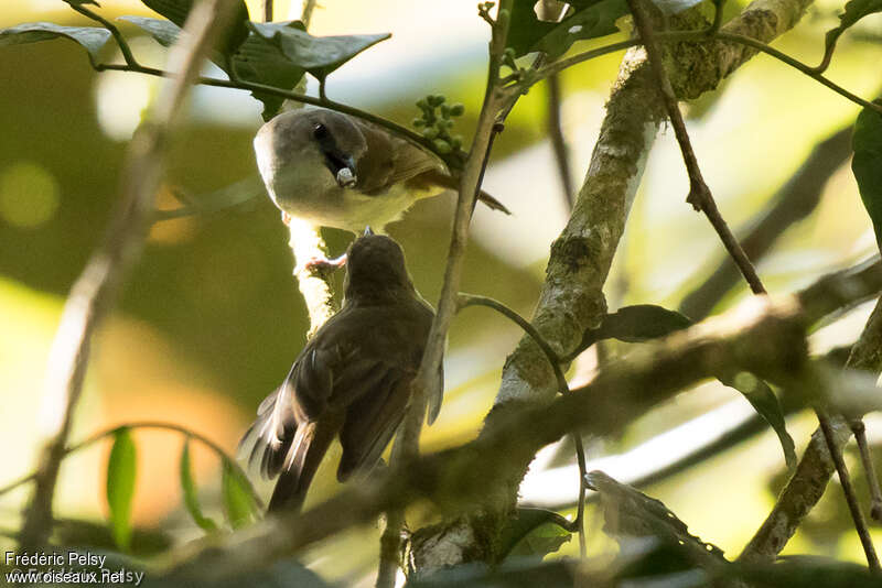 Sulphur-vented Whistler, Reproduction-nesting