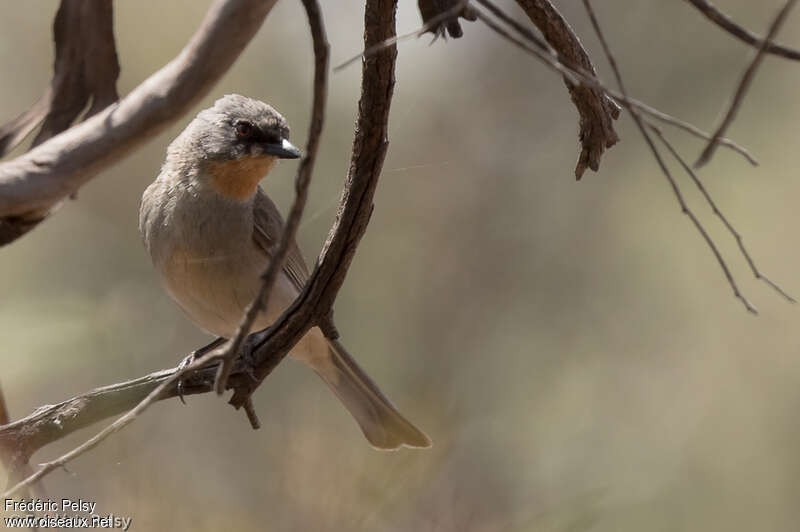 Gilbert's Whistler male, identification