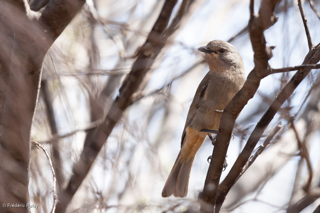 Siffleur de Gilbert mâle adulte