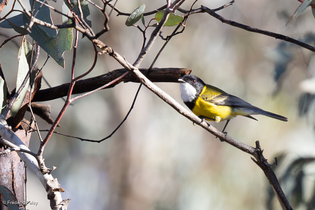 Western Whistler male