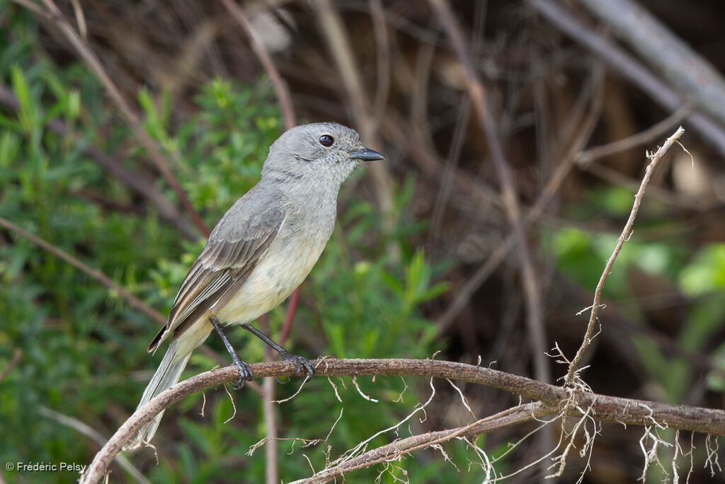 Siffleur occidental femelle