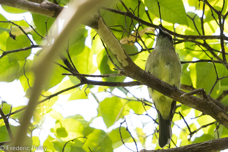 Grey Whistler