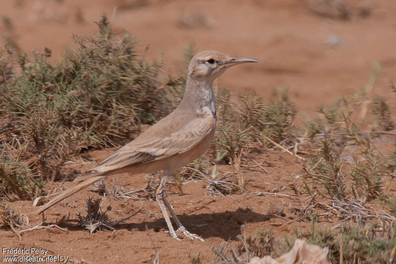 Greater Hoopoe-Larkadult, habitat, camouflage, pigmentation