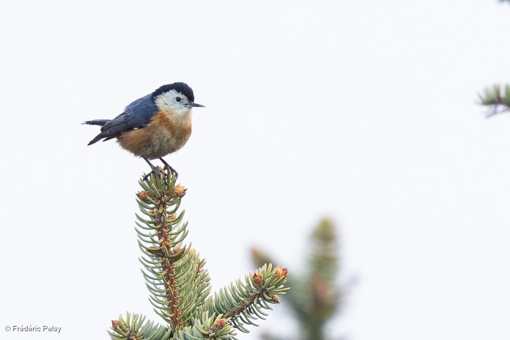 Sittelle de Przewalski