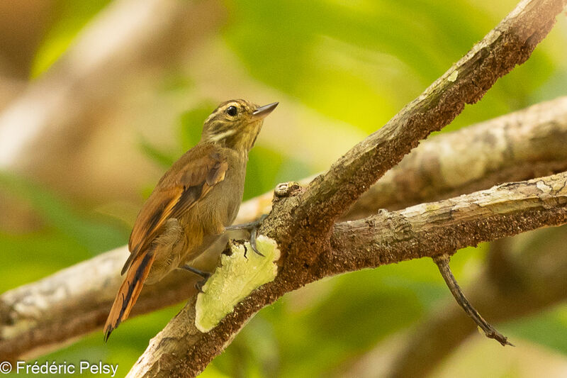 Amazonian Plain Xenops