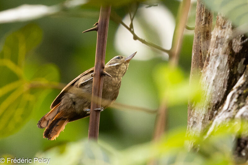 Northern Plain Xenops