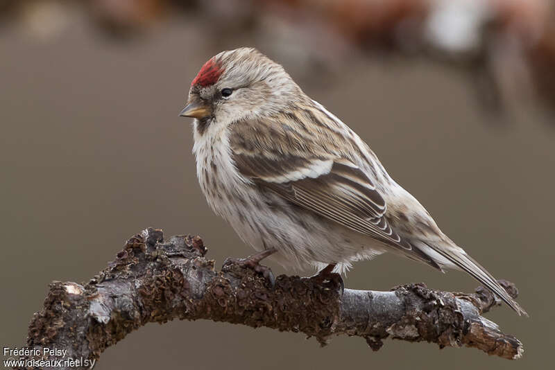 Redpoll female adult breeding, identification