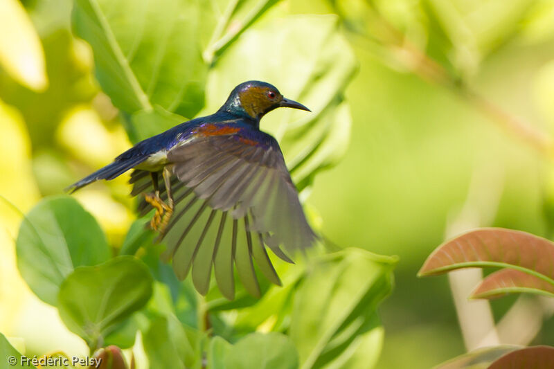 Brown-throated Sunbird male adult