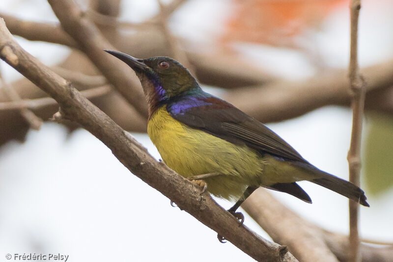 Brown-throated Sunbird male adult, identification, aspect