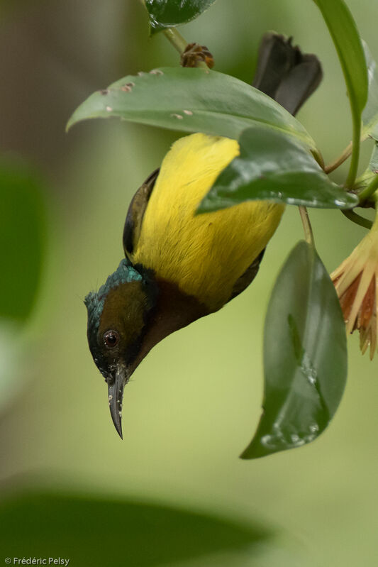 Brown-throated Sunbird male adult, identification