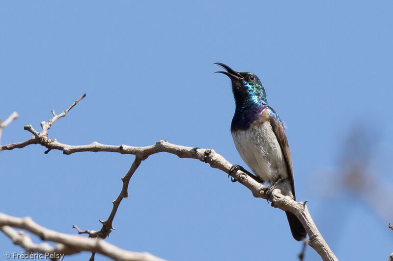 White-bellied Sunbird male adult, song