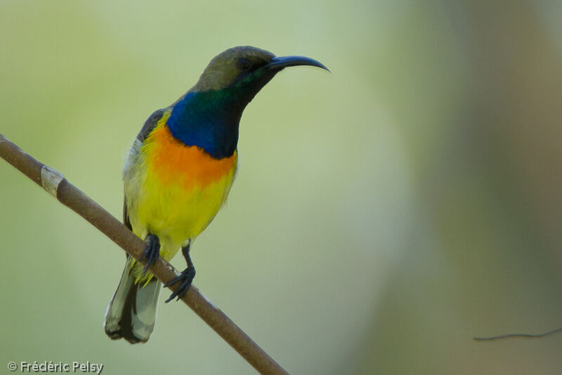 Palawan Sunbird male adult breeding, pigmentation