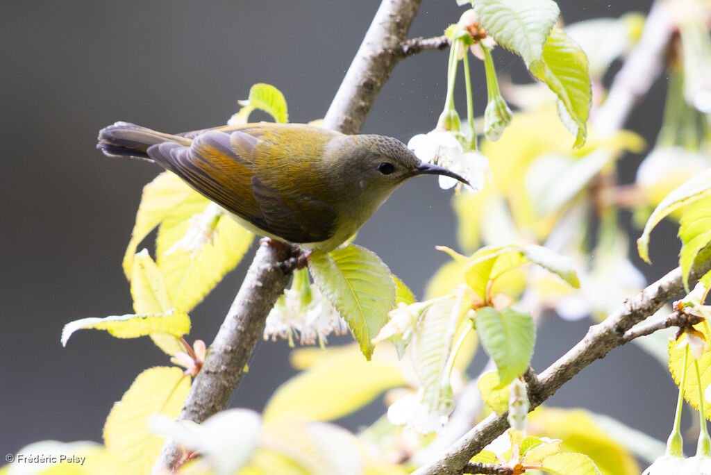 Mrs. Gould's Sunbird female