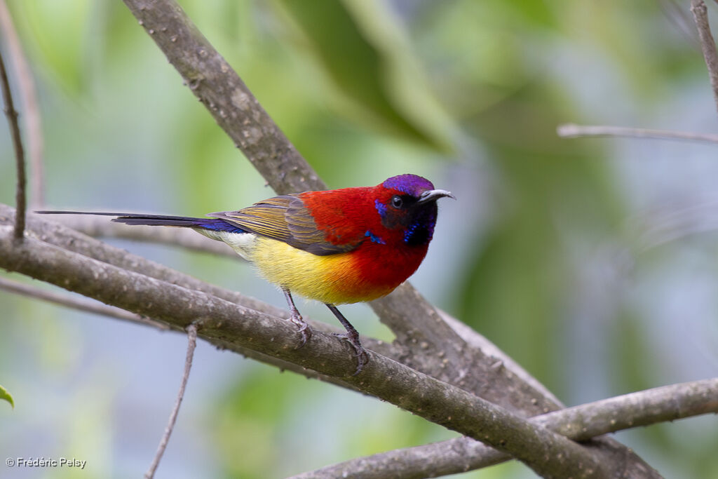 Souimanga de Gould mâle