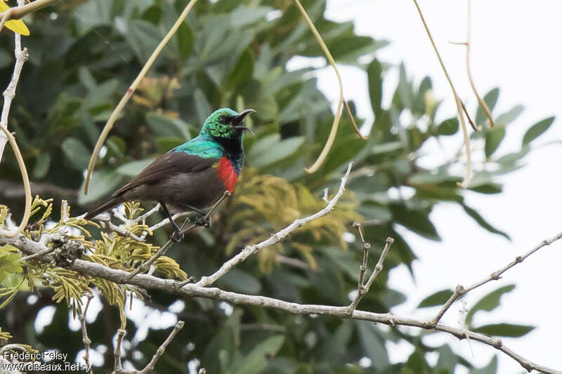 Neergaard's Sunbird male adult, identification, song