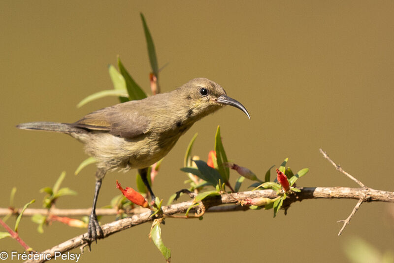 Palestine Sunbird