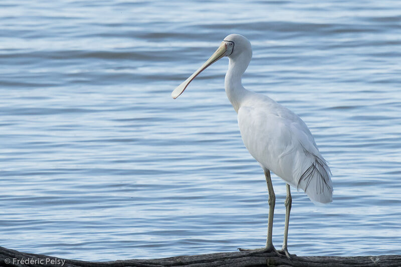 Yellow-billed Spoonbilladult