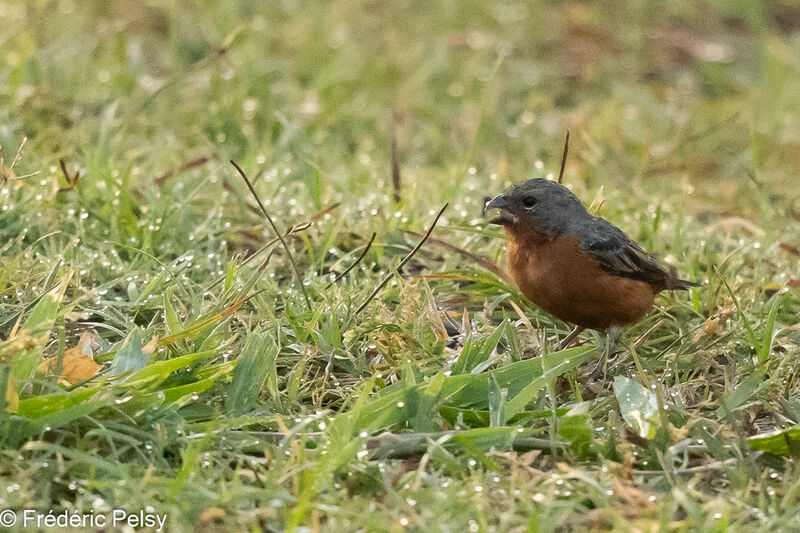 Ruddy-breasted Seedeater male