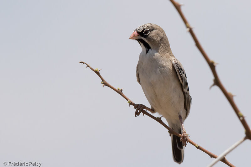 Sporopipe squameuxadulte