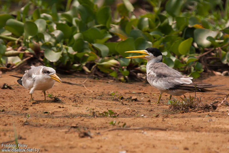 Large-billed Tern female adult, identification, Reproduction-nesting