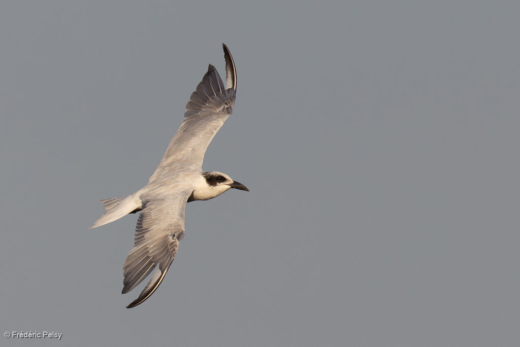 Australian Tern
