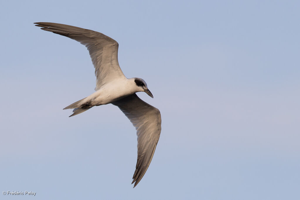 Australian Tern