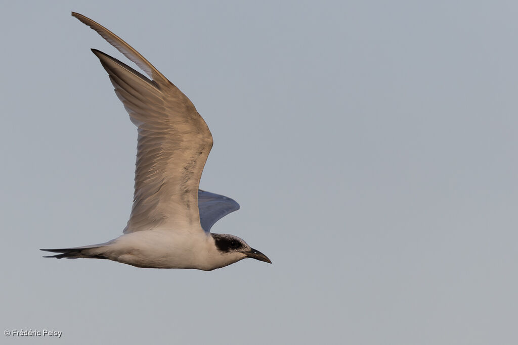 Australian Tern