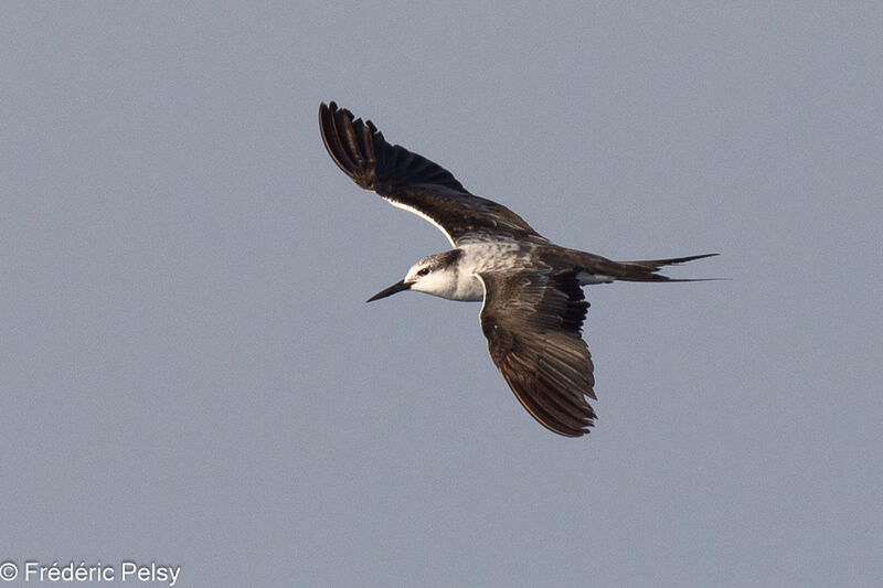 Bridled Tern