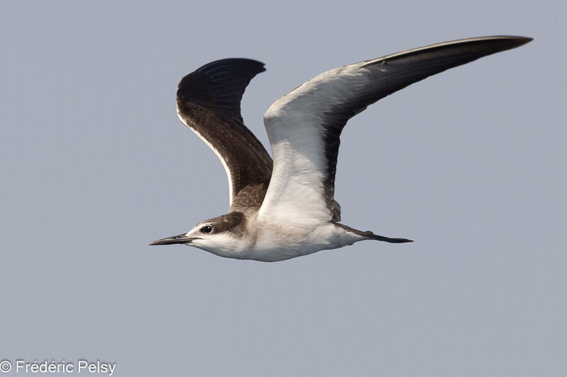 Bridled Tern, Flight