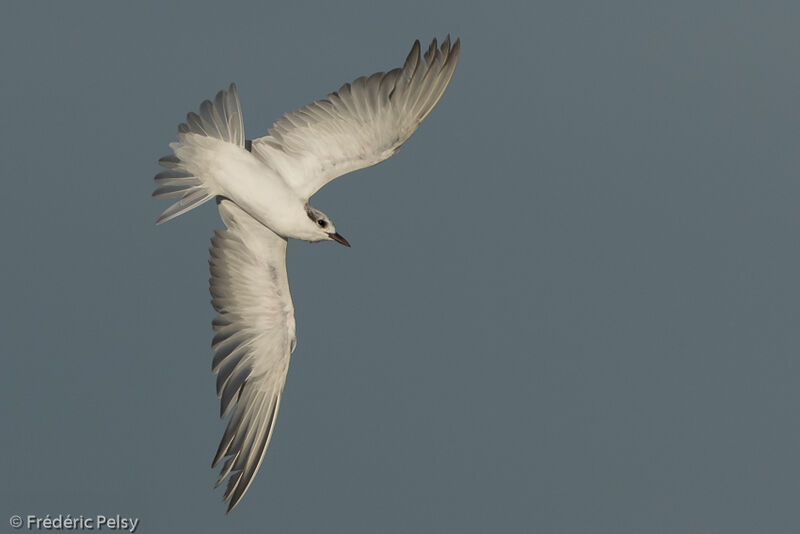 Gull-billed Tern