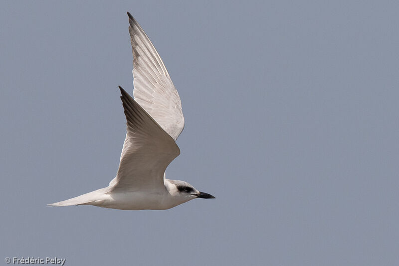 Gull-billed Tern, Flight