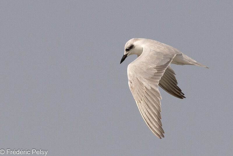 Gull-billed Tern, Flight