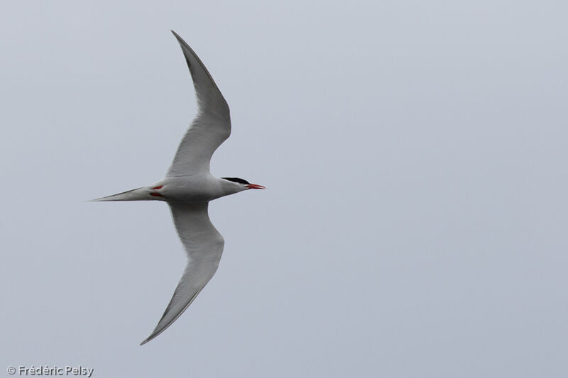 South American Tern