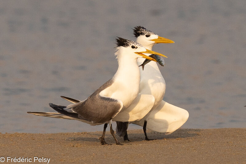 Greater Crested Ternadult