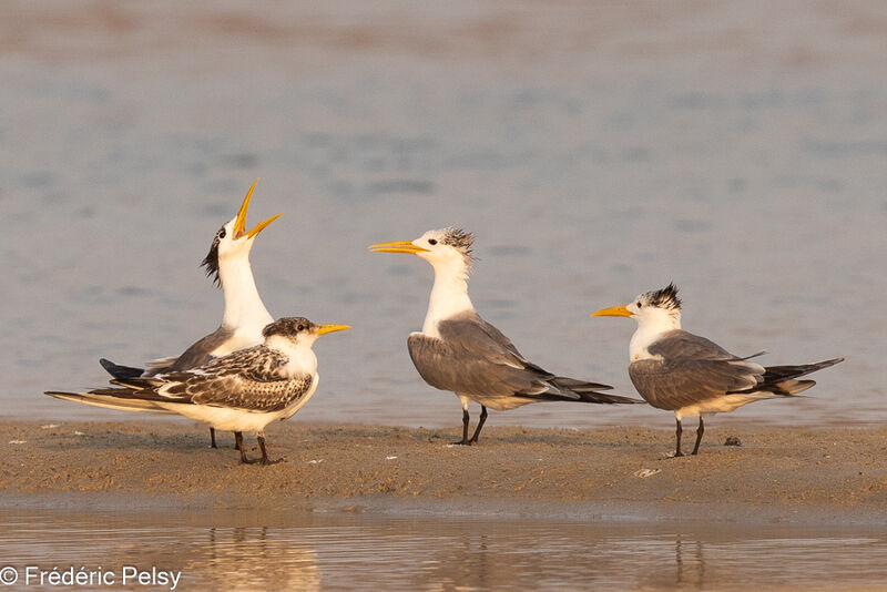 Greater Crested Tern